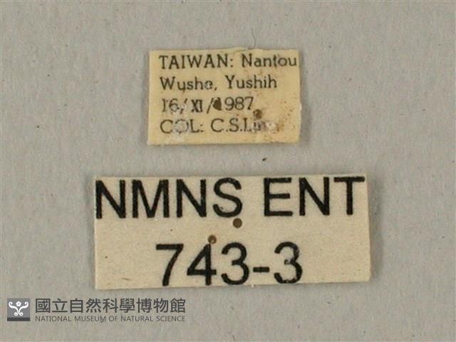 蝦殼天蛾藏品圖，第3張