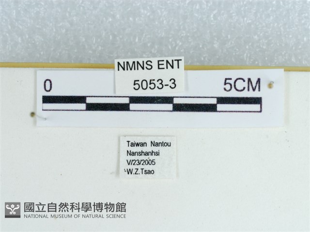 黑星環蛺蝶藏品圖，第3張