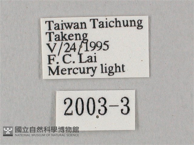 白點天蛾 藏品圖，第3張