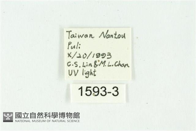 白斑散紋夜蛾藏品圖，第3張