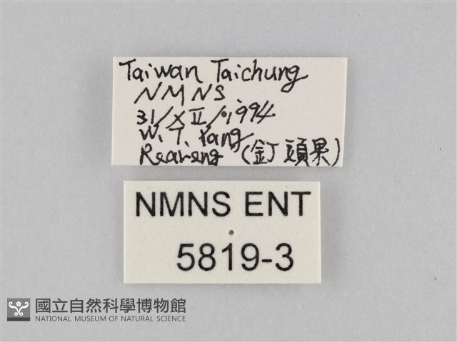 樺斑蝶藏品圖，第3張