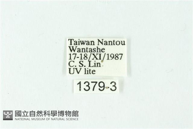 三色豔苔蛾藏品圖，第3張