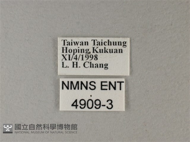 雙色帶蛺蝶藏品圖，第3張