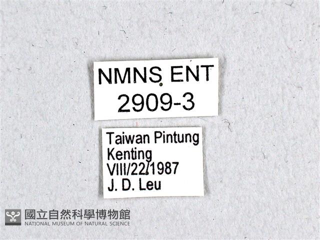 翠斑青鳳蝶藏品圖，第3張