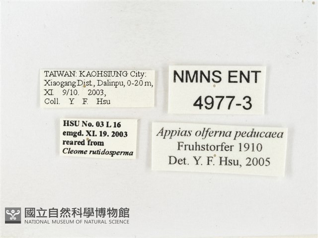 鑲邊尖粉蝶藏品圖，第3張