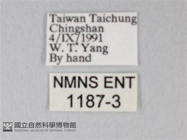 荷氏黃蝶藏品圖，第3張