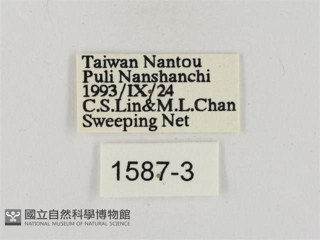 淡褐脈粉蝶藏品圖，第3張