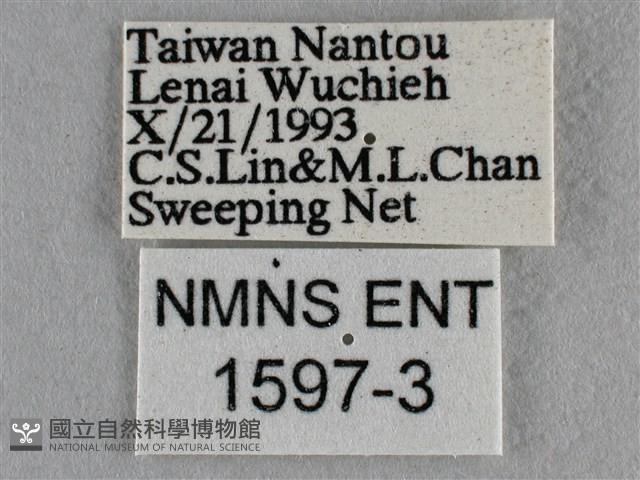 黑星灰蝶藏品圖，第3張