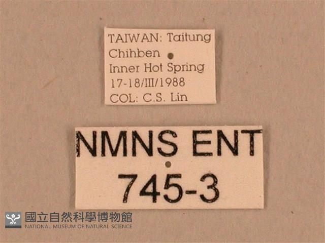 背線天蛾藏品圖，第3張