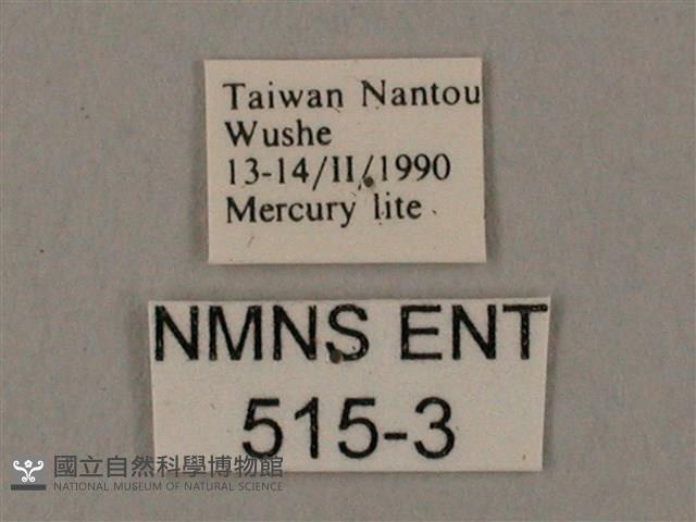 臺灣鋸翅天蛾藏品圖，第3張