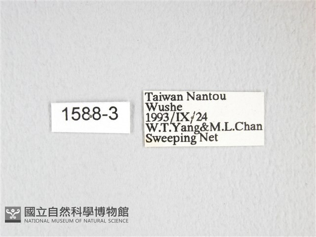 褐枯尺蛾藏品圖，第3張