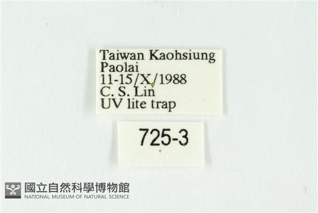 白斑散紋夜蛾藏品圖，第3張