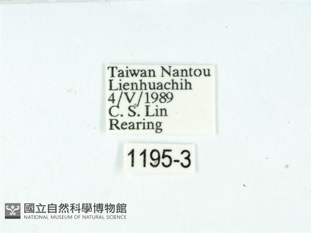 黃肩奇蛾藏品圖，第3張