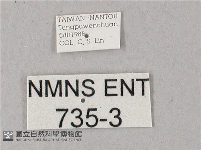 雙斑白肩天蛾藏品圖，第3張