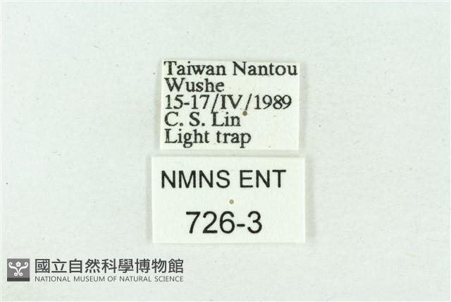 菊池污燈蛾藏品圖，第3張