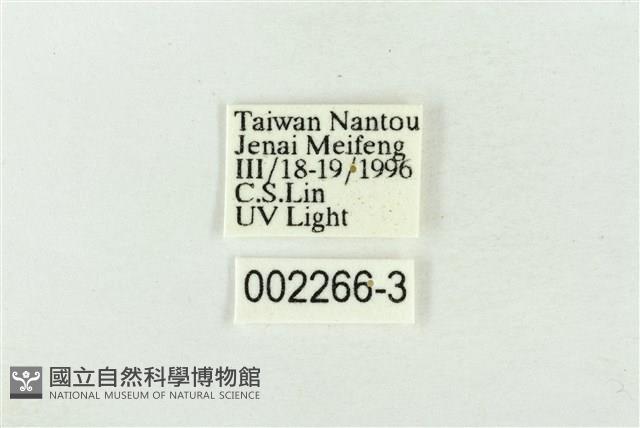 帶波紋蛾藏品圖，第3張