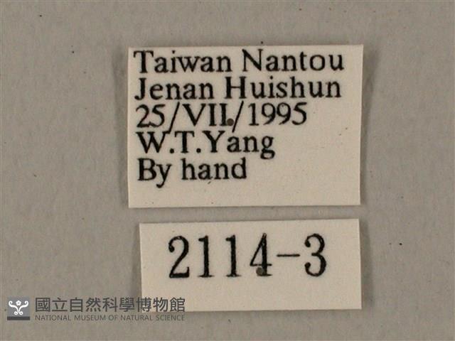 鋸線天蛾藏品圖，第3張