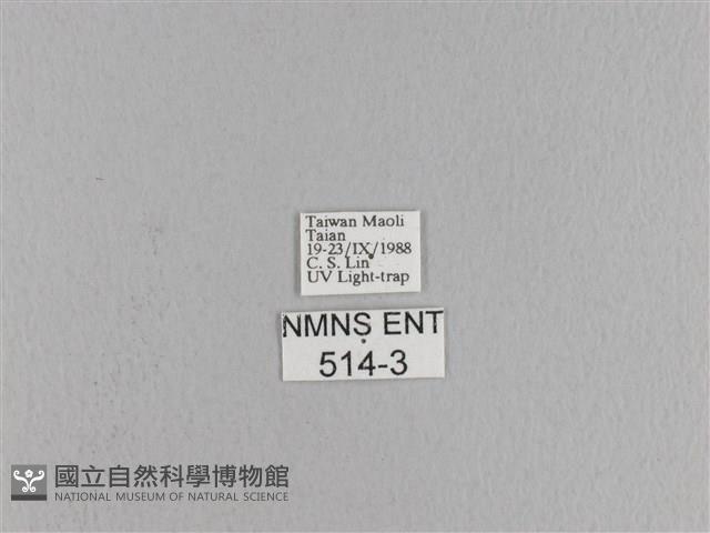 松大毛蟲藏品圖，第3張