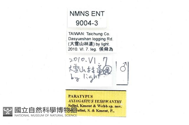 二星白箭牙蝽藏品圖，第2張