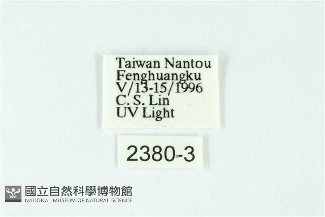 三條橙燈蛾藏品圖，第3張