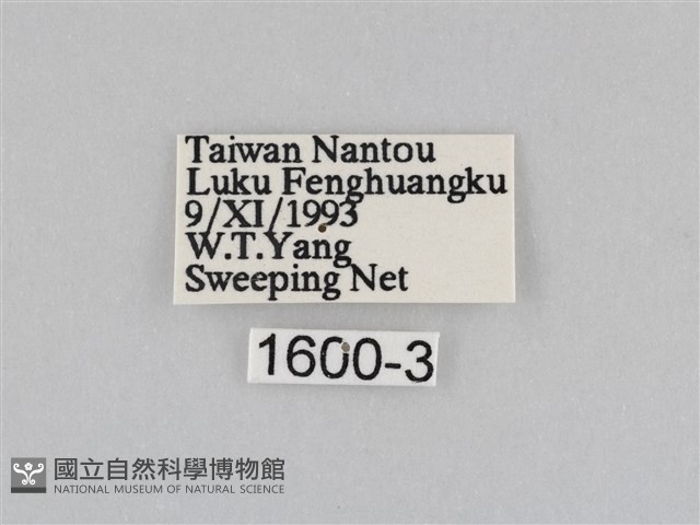 深山黛眼蝶藏品圖，第3張