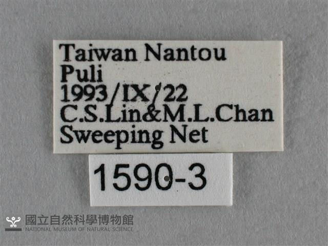 波灰蝶藏品圖，第3張