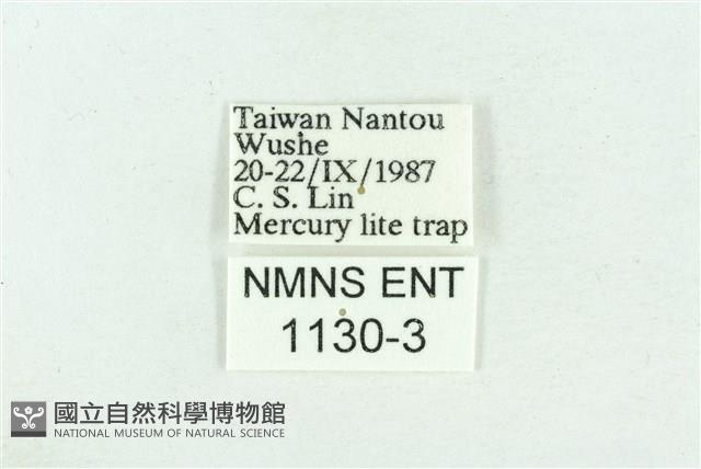 粉紅帶散紋夜蛾藏品圖，第3張