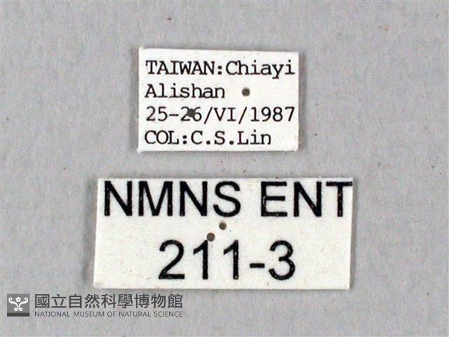 鬼臉天蛾藏品圖，第3張