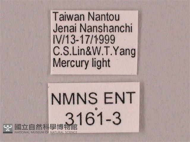 栗六點天蛾藏品圖，第3張