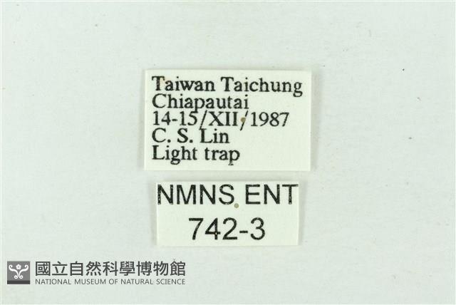 臺雪苔蛾藏品圖，第3張