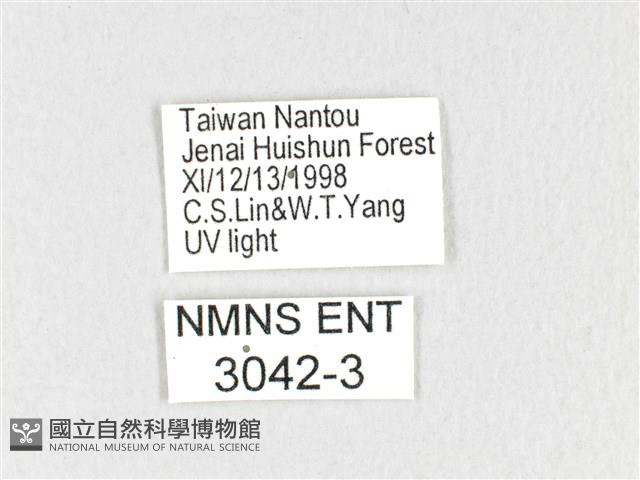 黃斑枯葉蛾藏品圖，第3張