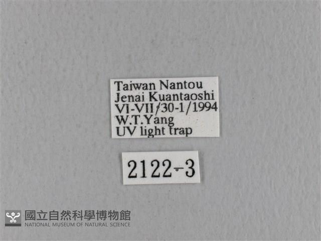 青枯葉蛾藏品圖，第3張