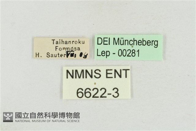 大紫斑蝶藏品圖，第3張