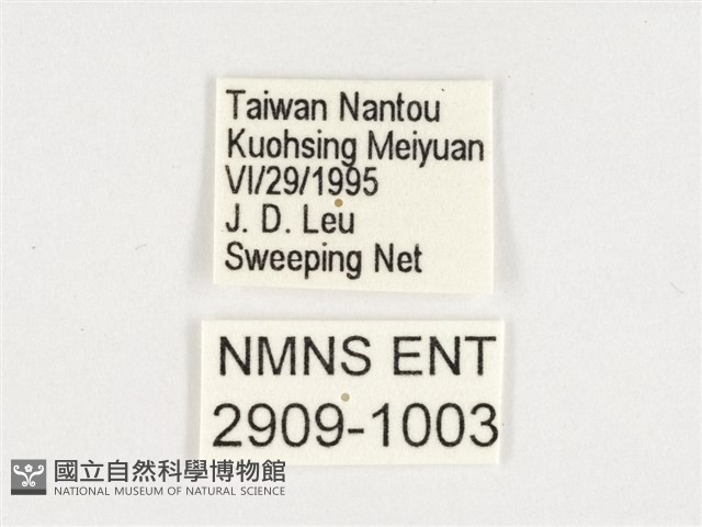 玉帶黛眼蝶藏品圖，第3張