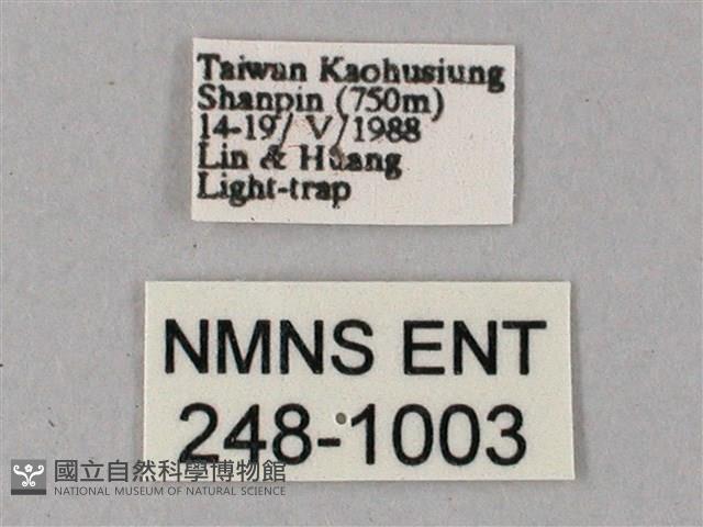 雙斑白肩天蛾藏品圖，第3張