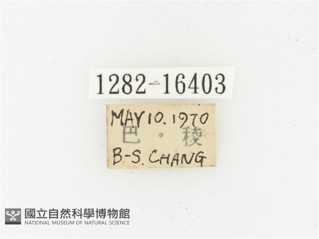 巴蘭陷紋金龜藏品圖，第2張