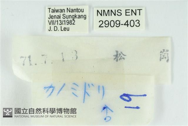 黃閃翠灰蝶藏品圖，第3張
