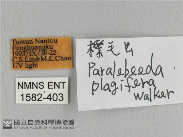 大褐斑枯葉蛾藏品圖，第3張