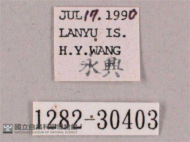 背帶斜紋天蛾藏品圖，第3張