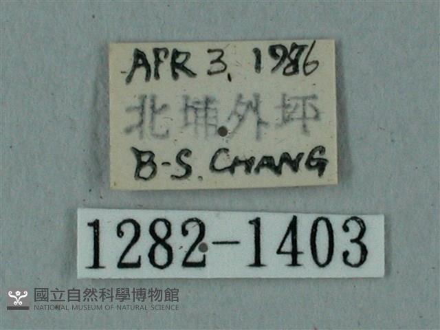 全緣缺角天蛾藏品圖，第3張