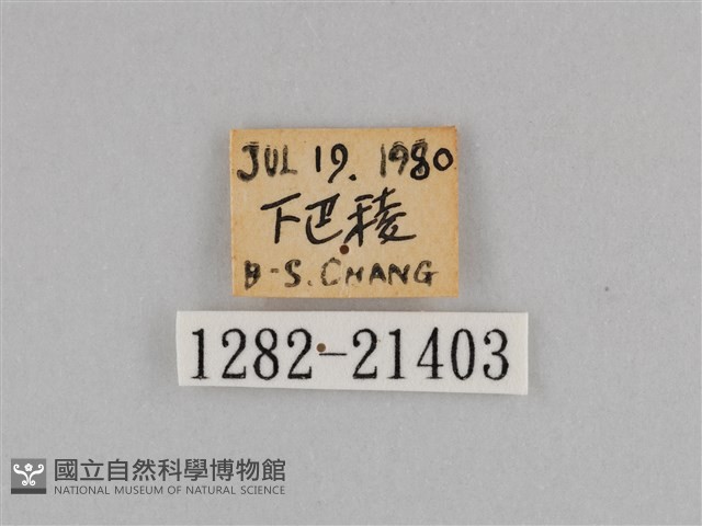 紫帶眉眼蝶藏品圖，第3張