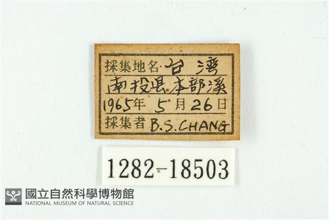 虎灰蝶藏品圖，第3張