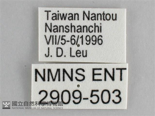 鋸粉蝶藏品圖，第3張