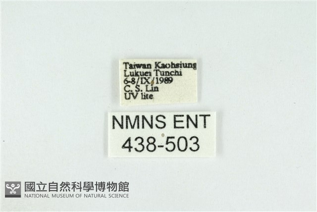 東方喙蝶藏品圖，第3張