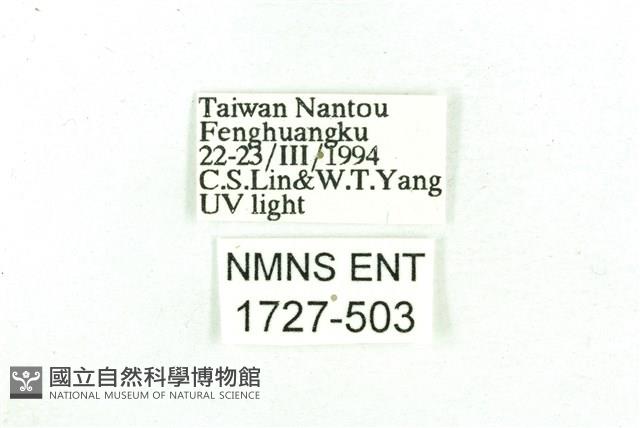 乳白斑燈蛾藏品圖，第3張