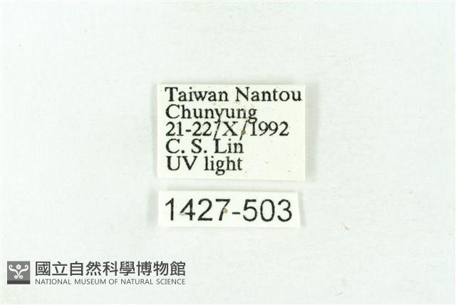 臺雪苔蛾藏品圖，第3張