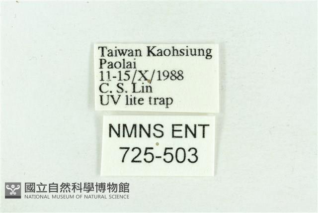 粉紅帶散紋夜蛾藏品圖，第3張