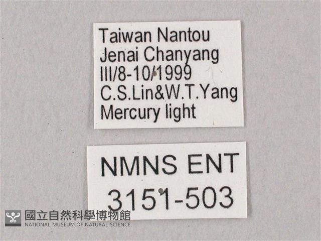 栗六點天蛾藏品圖，第3張