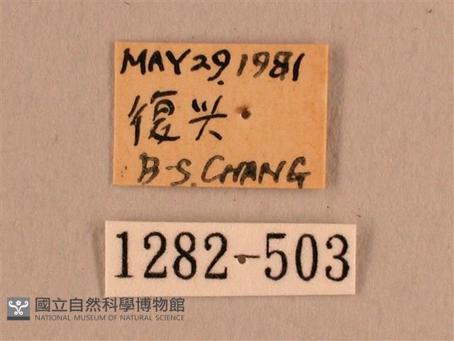 背線天蛾藏品圖，第3張