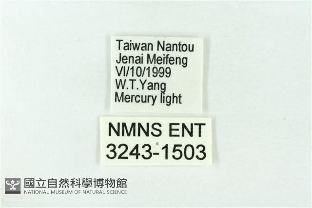 赭新污燈蛾藏品圖，第3張